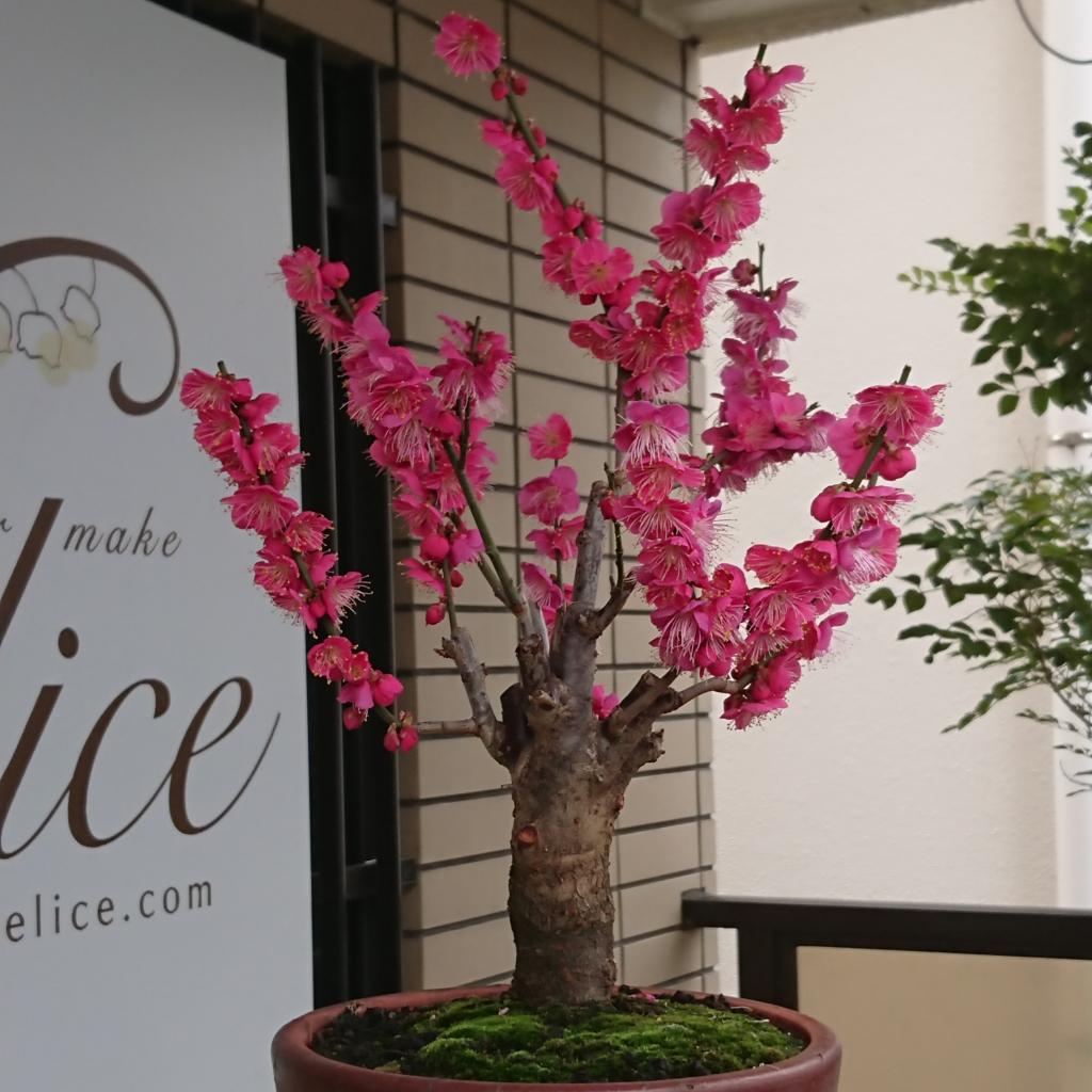 多摩区 稲田堤 美容室 美容院 felice フェリーチェ